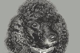 Овальный ковер с индивидуальным эксклюзивным дизайном - фотография домашнего питомца